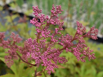 Plante-Vivace-Filipendula-rubra-'Venusta'