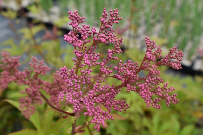 Plante-Vivace-Filipendula-rubra-'Venusta'