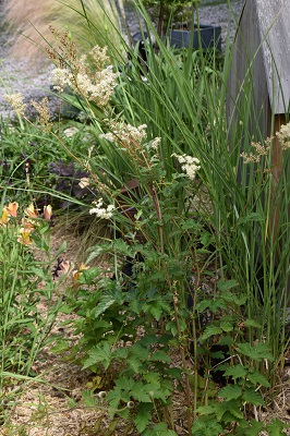 Plante-Vivace-Filipendula-ulmaria