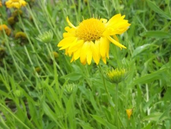 Plante-Vivace-Gaillardia-'Maxima-aurea'