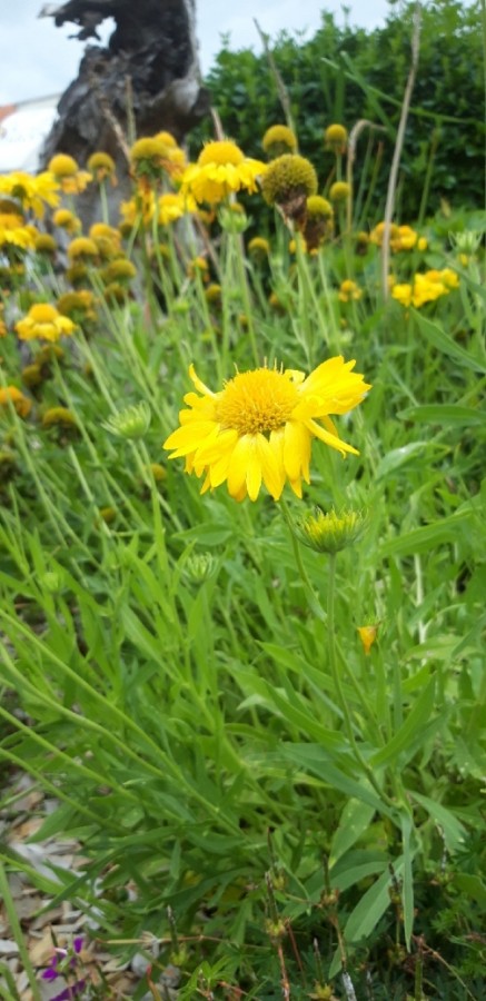 Plante-Vivace-Gaillardia-'Maxima-aurea'