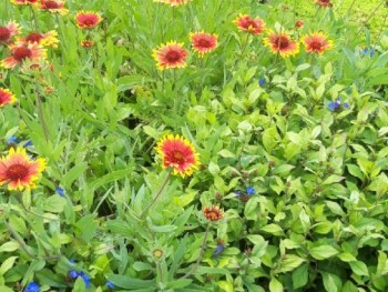 Plante-Vivace-Gaillardia-'Royale'