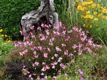 Plante-Vivace-Gaura-lindheimeri-'Siskiou-Pink'