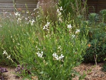 Plante-Vivace-Gaura-lindheimeri-'Papillon-White'