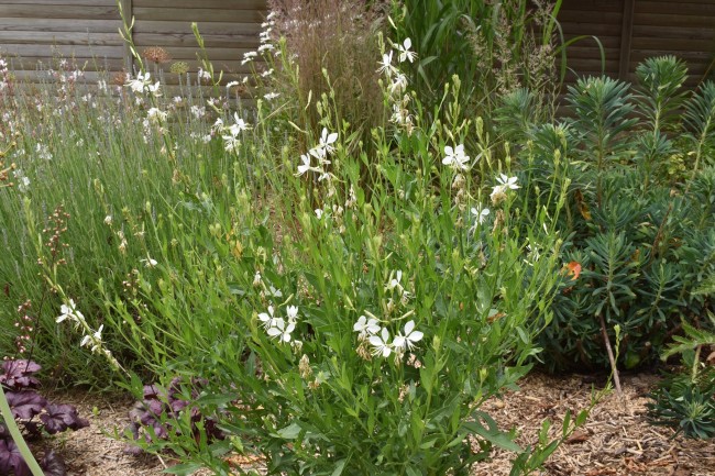 Plante-Vivace-Gaura-lindheimeri-'Papillon-White'