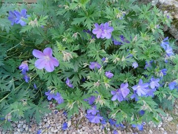 Plante-Vivace-geranium-'Johnson-Blue'