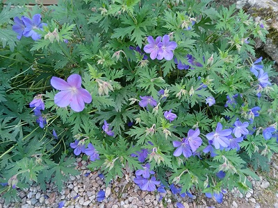 Plante-Vivace-geranium-'Johnson-Blue'