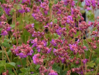 Plante-Vivace-Geranium-macrorhyzum