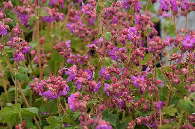 Plante-Vivace-Geranium-macrorhyzum