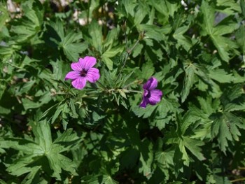 Plante-Vivace-Geranium-Patricia