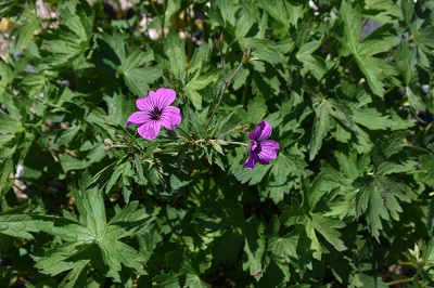 Plante-Vivace-Geranium-Patricia