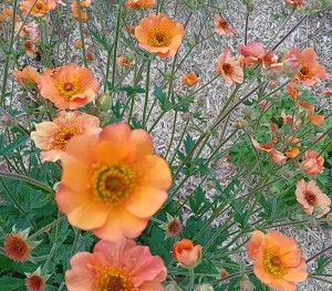 Plante-Vivace-Geum-'Totally-Tangerine'