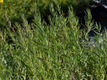 Plante-Vivace-Gypsophila-paniculata