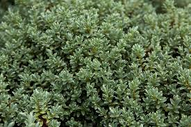 Plante-Vivace-Hebe-pinguifolia-'Sutherlandii'