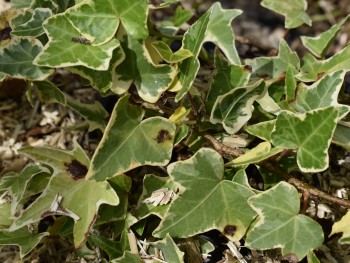 Plante-Vivace-Hedera-goldchild