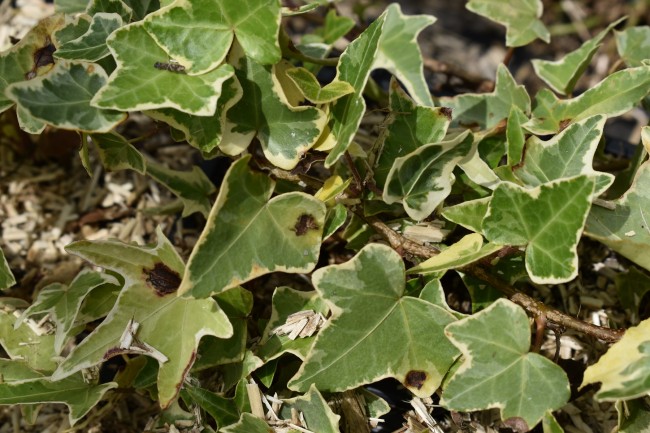 Plante-Vivace-Hedera-goldchild