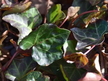 Plante-Vivace-Hedera-helix-'Hibernica'