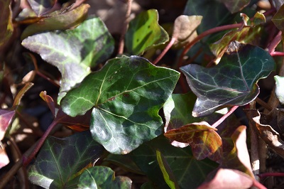 Plante-Vivace-Hedera-helix-'Hibernica'