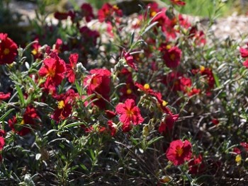 Plante-Vivace-Helianthemum-'Red-Orient'