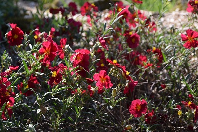 Plante-Vivace-Helianthemum-'Red-Orient'