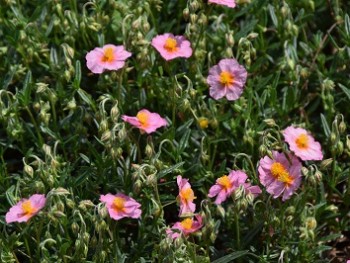 Plante-Vivace-Helianthemum-Lawrenson-Pink'