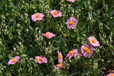 Plante-Vivace-Helianthemum-Lawrenson-Pink'