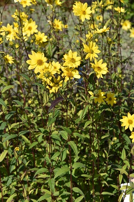 Plante-Vivace-Helianthus-'Lemon-Queen'