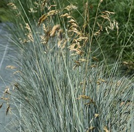 Graminée-Helictotrichon-sempervirens