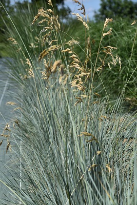 Graminée-Helictotrichon-sempervirens