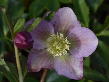 Plante-Vivace-Helleborus-'Red-Hybrid'