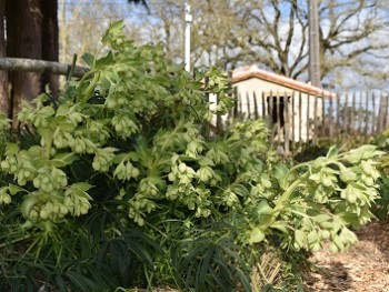 Plante-Vivace-Helleborus-argutifolius