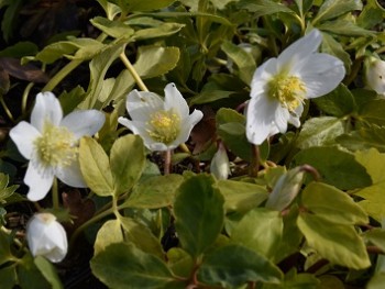 Plante-Vivace-Helleborus-niger