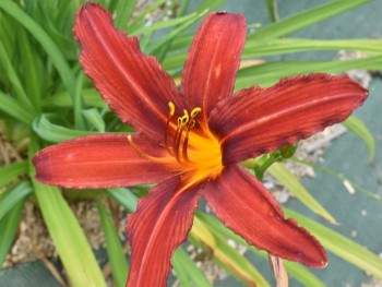 Plante-Vivace-Hemerocallis-'Crimson-Pirate'