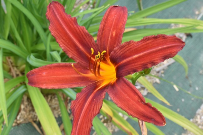 Plante-Vivace-Hemerocallis-'Crimson-Pirate'