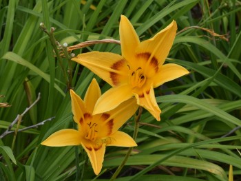 Plante-Vivace-Hemerocallis-'Mikado'