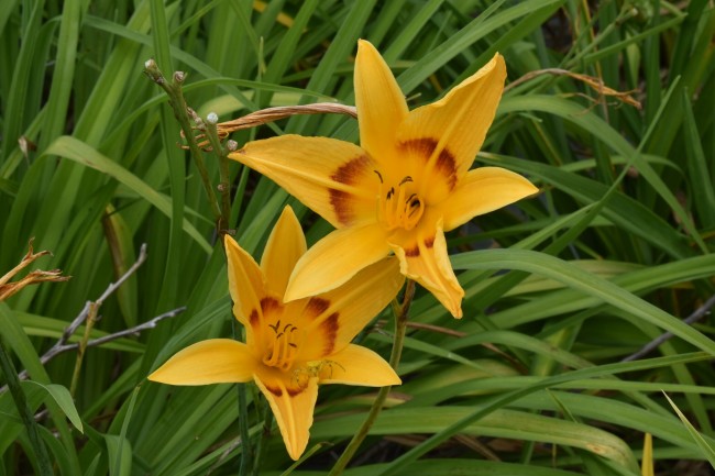 Plante-Vivace-Hemerocallis-'Mikado'