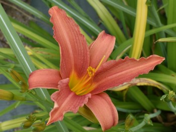 Plante-Vivace-Hemerocallis-'Pink-Damask'