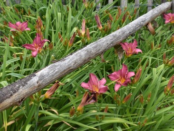 Plante-Vivace-Hemerocallis-'Summer-Wine'