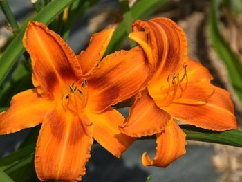 Plante-Vivace-Hemerocallis-'Burning-Daylight'