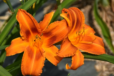 Plante-Vivace-Hemerocallis-'Burning-Daylight'