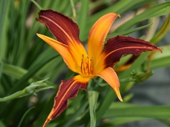 Plante-Vivace-Hemerocallis-'Mary-Gunther'