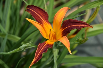 Plante-Vivace-Hemerocallis-'Mary-Gunther'