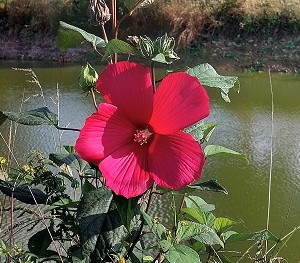 Plante-Vivace-Hibiscus-moscheutos-rouge
