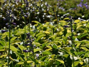 Plante-Vivace-Hosta-'Blue-Cadet'