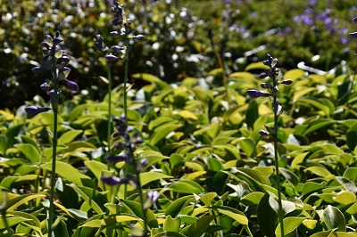 Plante-Vivace-Hosta-'Blue-Cadet'