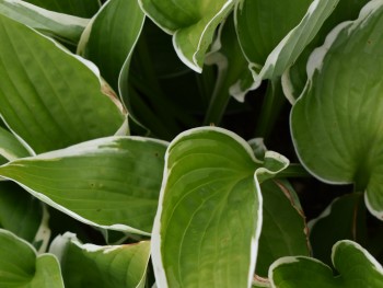 Plante-Vivace-Hosta-'Francee'