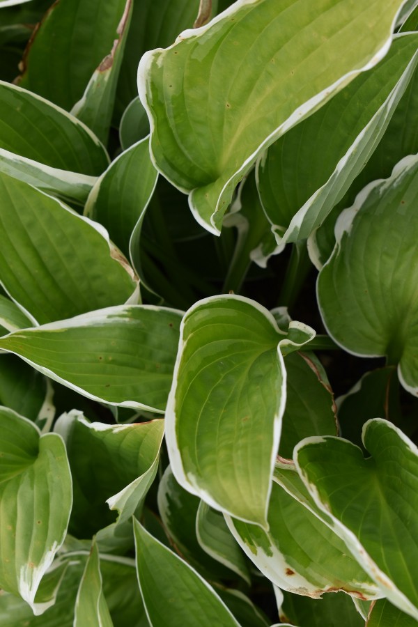 Plante-Vivace-Hosta-'Francee'