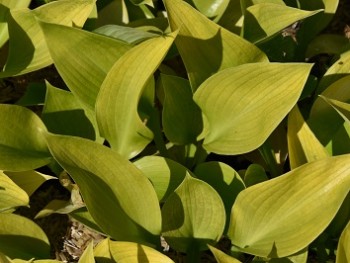 Plante-Vivace-Hosta-'Sum-and-Substance'