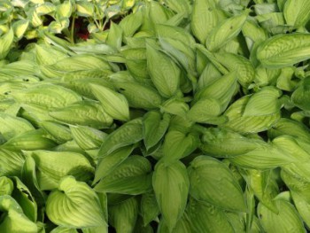 Plante-Vivace-Hosta-fortunei-'Albo-Picta'