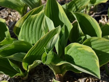 Plante-Vivace-Hosta-fortuneii-'Aureomarginata'